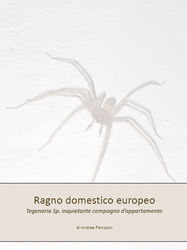 Tegenaria Sp. - Ragno domestico europeo